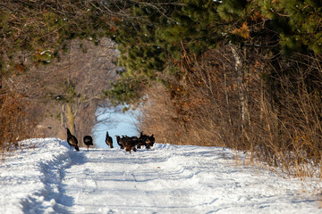 Wall Mural - Wild turkeys (Meleagris gallopavo) walking down a snow covered road in Wisconsin