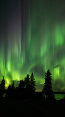 Wall Mural - brilliant aurora above a spruce forest creates a light show.