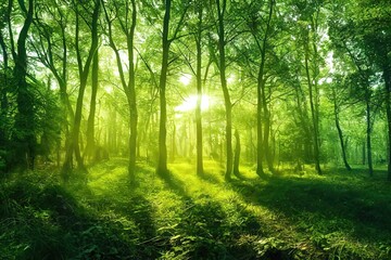 Poster - Sunny morning in a green forest, tall trees, bushes, a path in the grass. The sun's rays fall on the ground.