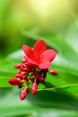 Poster - Close-up of red flower with green foliage, greenery leaf background with copy space using as background natural green leaf plants landscape, ecology, fresh  wallpaper concept