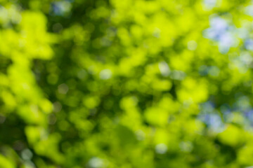 green bokeh background in summer forest with blue sky