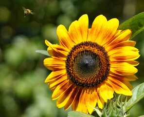 Canvas Print - sunflower in the garden