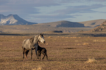 Wall Mural - Wild Horse Mare and Her Newborn Foal in Springtime in the Utah Desert