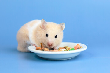 Wall Mural - Cute Syrian hamster eats food from a plate on a blue background, close-up