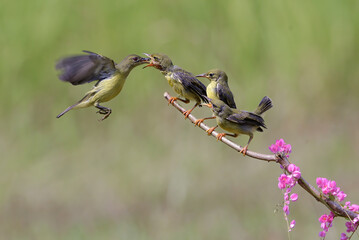 Wall Mural - Olive backes sunbird 
 is feeding its chicks