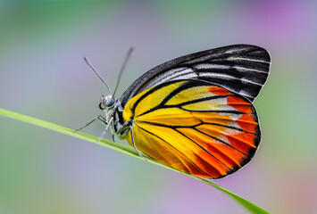 Wall Mural - Painted Jezebel or Delias hyparete indica (Wallace, 1867), beautiful butterfly perching on green blade with blur background in nature, Thailand.