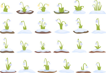 Poster - Snowdrop icons set cartoon vector. Nature flower. Spring leaf
