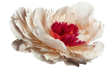 isolated white rose flower with red core