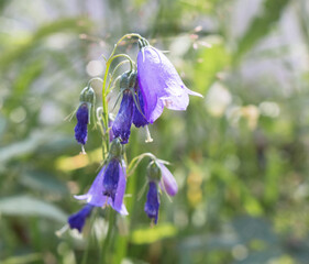 Canvas Print - flower bell..