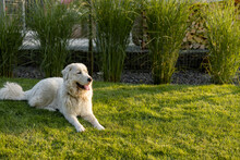 Adorable White Dog On Green Lawn At Backyard Of House. Maremmano-abruzzese Italian Sheepdog