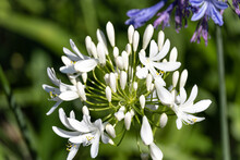 Beautiful Natural Background White Flowers Agapanthus Umbrella Close Up Agapanthus "Arctic Star"
