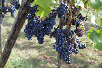 Dark grapes on branches of trees to make wine for wineries.