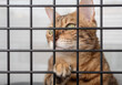 © Svetlana Rey - The muzzle of a sad cat is visible through the bars of the pet shelter.