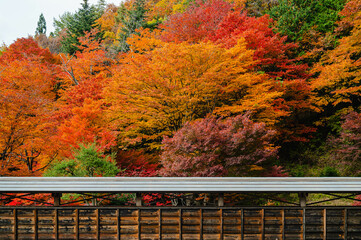 Wall Mural - カラフルに紅葉した山