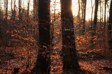 Small trees with orange leaves in front of two bigger trees with the sun shining in the background on a fall day in the Palatinate forest of Germany.