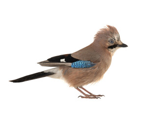 Sticker - eurasian jay (garrulus glandarius) isolated on white background