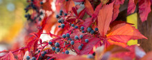 Close Up Of Autumn Wild Grape Leaves Banner
