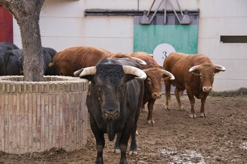 Canvas Print - Closeup of herd of black and brown Spanish fighting bull in paddock