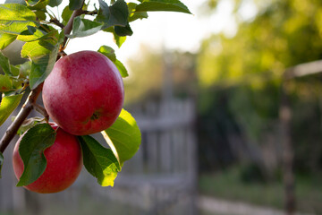 apples on a branch