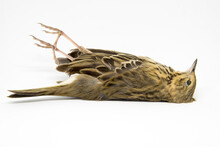 Dead Bird. Deceased Tree Pipit In Latin Anthus Trivialis. Isolated On The White Background.