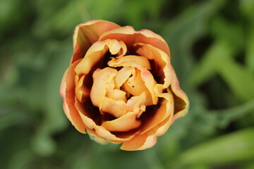 Tulip La Belle Epoque - A Peony Double Tulip