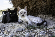 Street Abandoned Cats