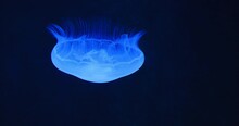 Moon jellyfish, medusa, saucer jelly floating in the dark aquarium. Family Ulmaridae. Close-up, slow motion. Clear waters. Natural habitat. Underwater shot of Aurelia Hawaii.