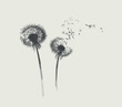 Dandelions, Flying Seeds of Dandelion Hand Drawn Illustration isolated on white Background