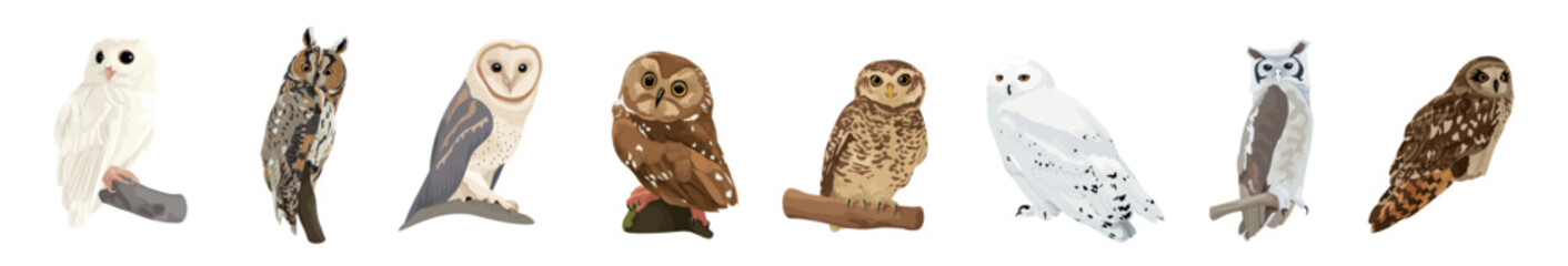 Sticker - Many different owls on white background