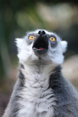 Wall Mural - ring-tailed monkey, lemur catta, portrait