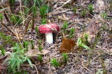 A Close Up Of A Emetic Russula, Red Mushroom On The Forest Floor.