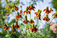 'Mexican Hat' Or Prairie Coneflowers In Bloom In A Summer Garden