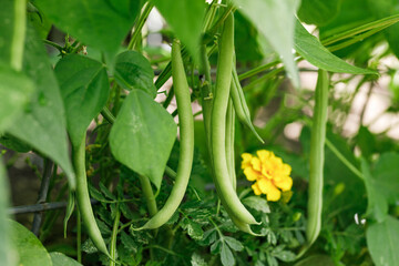 Wall Mural - Organically homegrown 'Provider' bush snap green beans growing in a garden in summer