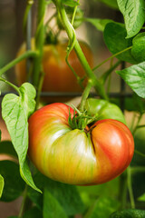 Sticker - Fresh 'Polish' heirloom tomatoes growing and ripening on a cattle panel trellis in a suburban organic vegetable garden