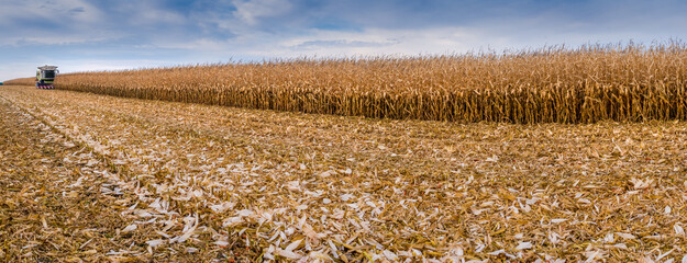 panoramic view of dried corn maize field with blue cloudy sky. Cornfield rural landscape