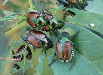 Japanese beetles on a leaf