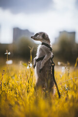 The meerkat or suricate, 1 years old walking outside