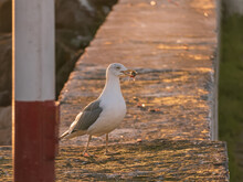 Seagull Standing On A Pier With Mussel In Its Beak At Sunset Larus Michahellis