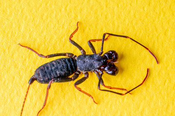 scorpion, whip, yellow background, top view