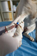 © DragonImages - Veterinarian Taking Blood Sample