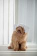 © DragonImages - Small Dog with Lamb Head Towel