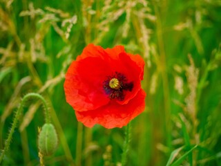 Wall Mural - Orange flower in the garden with a bokeh background