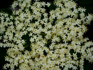 Wall Mural - White flower in the garden with a bokeh background