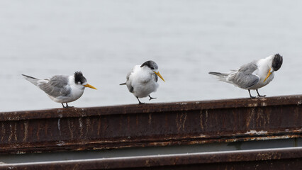 Wall Mural - Crested terns (Thalasseus bergii) on the coast, Victoria, Australia