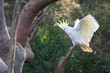 Cockatoo displaying in the forest, Sydney, Australia