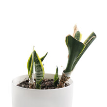 Wilted Snake Plant On White Background