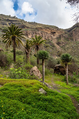  Volcanic landscape of Caldera de Bandama crater with circular hiking trail. Gran Canaria, Spain.