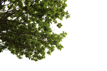 Tropical tree leaves and branch foreground 