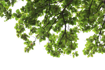 Tropical tree leaves and branch foreground 