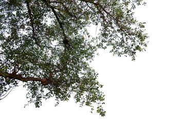 Wall Mural - Tropical tree leaves and branch foreground 